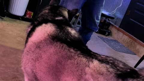 Husky Upset At Owner's Mismatched Shoes