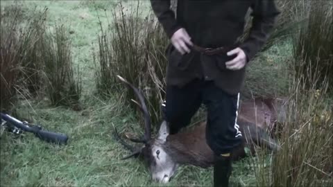 10 point stag morning hunt