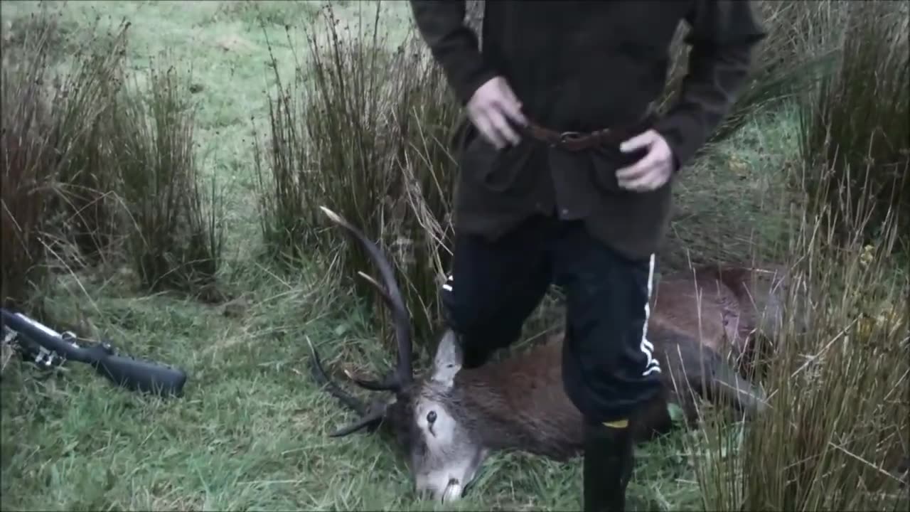 10 point stag morning hunt