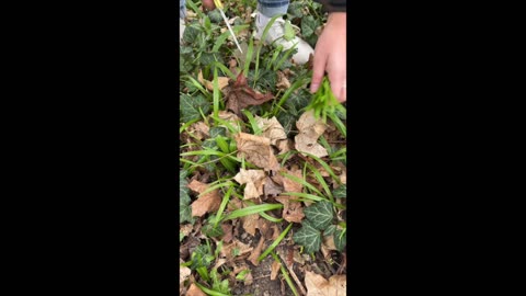 Medvědí česnek jako jarní očista