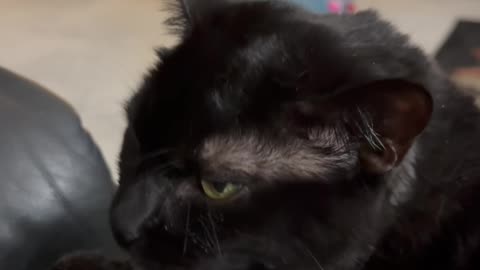 Cute Precious Piper Washes Herself Thoroughly - My Adopted Shelter Cat Vlog. #shorts