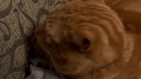 Cat Is Occupied With Staring At Nothing