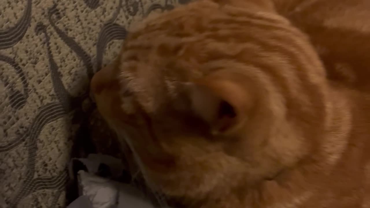 Cat Is Occupied With Staring At Nothing