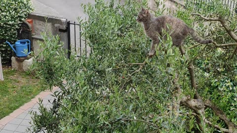 Flying cat