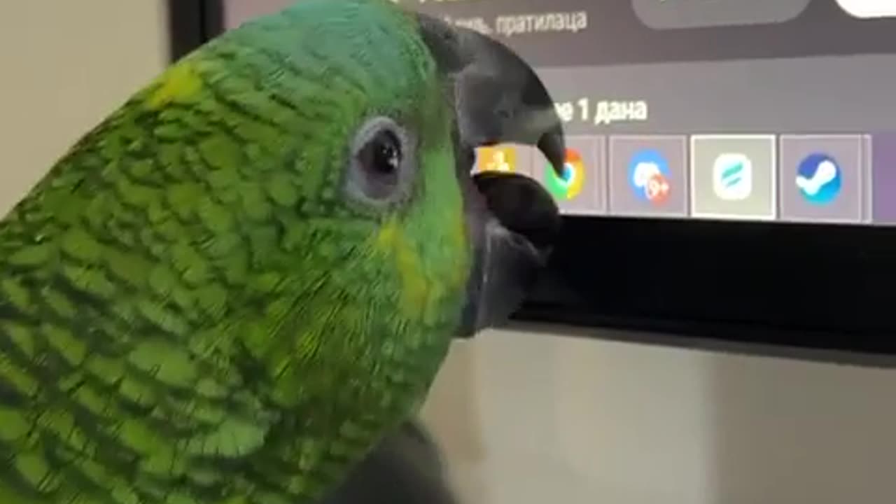 🤯🦜 This Parrot is a Clickbait Genius! | FunFM