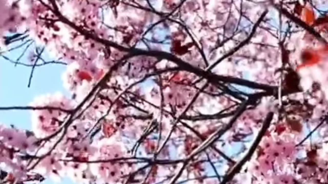Spring Serenity: Nature's Awakening