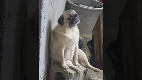 A selection of funny moments with animal #33