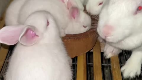 "Cuteness Overload: Baby Rabbits at Play"