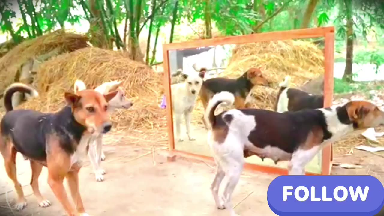Angry dogs vs mirror reaction | Amazing dogs fighting mirror | Funny mirror reactions on dog
