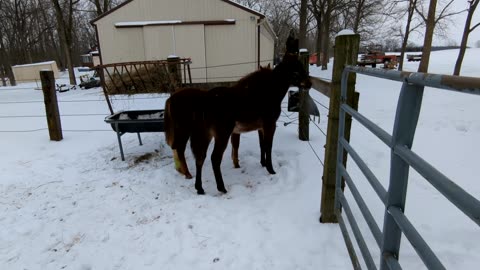 Weanling frolic - 29 Jan 2026