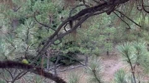 Elk Bugling 