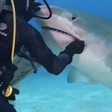 It’s All About Backbone: Helping Sharks