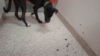 Luna Sparkles-black lovin-happy 9mo A866810 Sparky-tan 1y A882947 kennel 174 PACC shelter20251029155