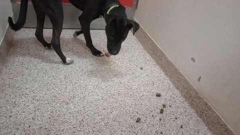 Luna Sparkles-black lovin-happy 9mo A866810 Sparky-tan 1y A882947 kennel 174 PACC shelter20251029155