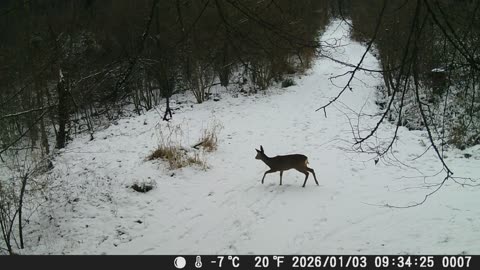 Bambi am Tag 03012026