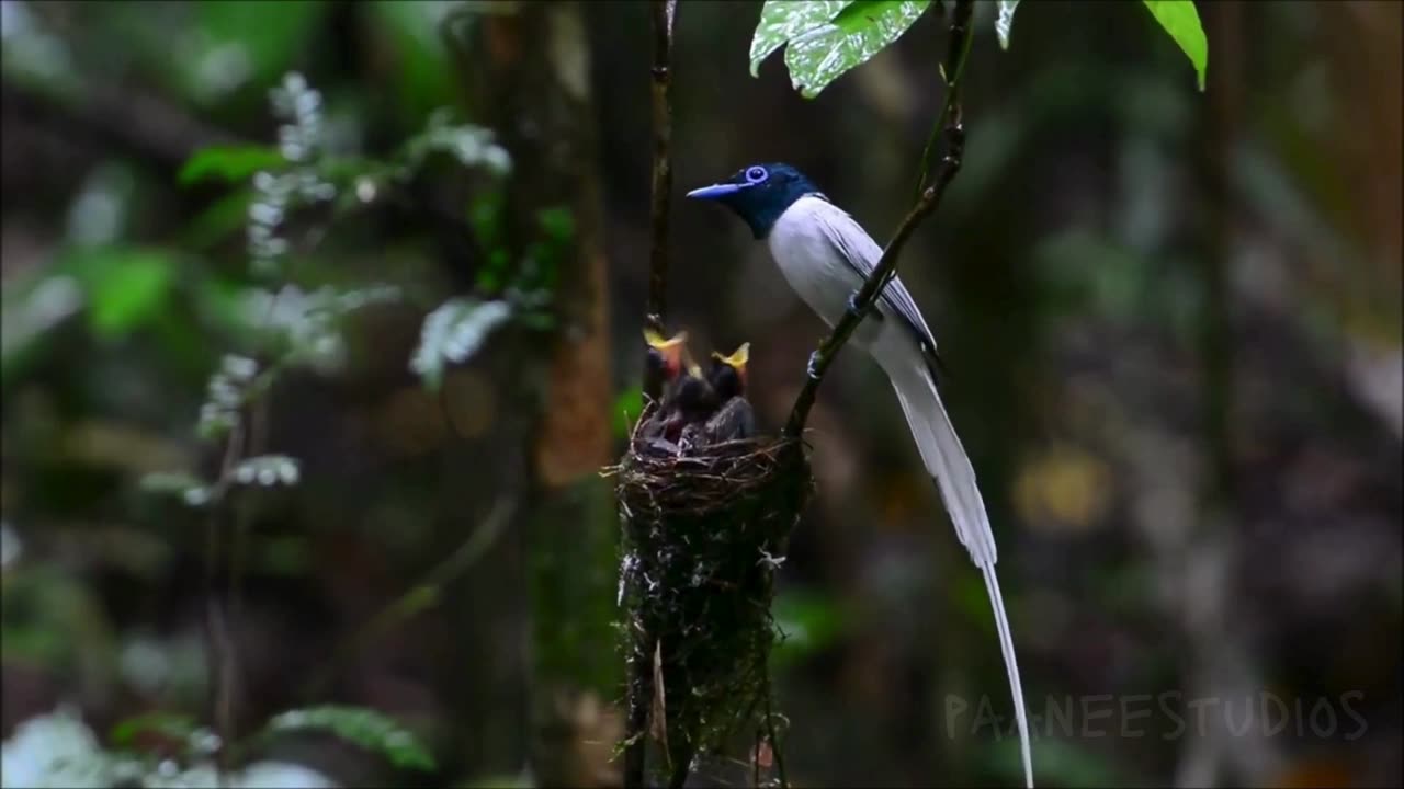 Beautiful sing of bird