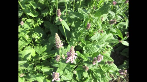 The Incarnative Life Plant Wood Betony June 2022