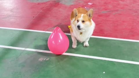 "Whose little dog is this; popping balloons one by one; so fast."