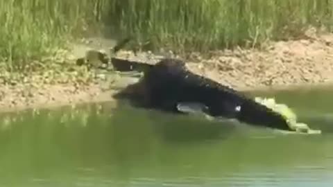 animals