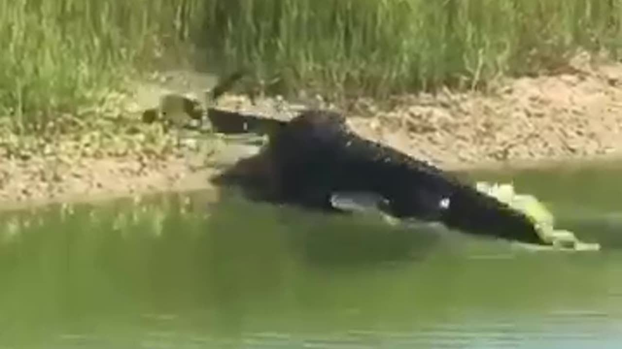 animals