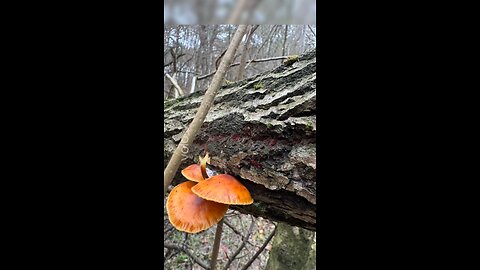 Mushrooms in Volyn in December