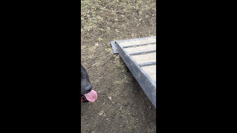 Dogs don’t listen at the dog park