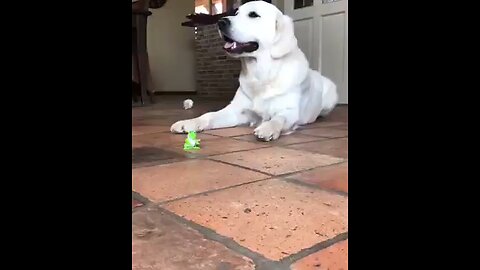 Pet Dog