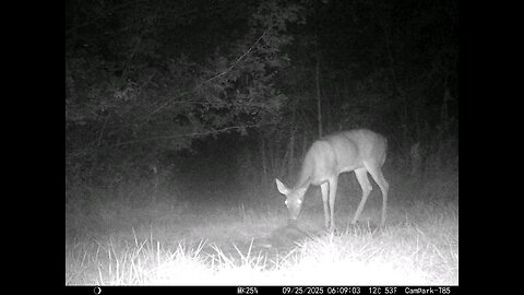 Deer Cam 09 25 2025 Doe Game Cam Trail Cam