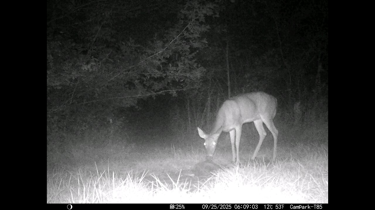 Deer Cam 09 25 2025 Doe Game Cam Trail Cam