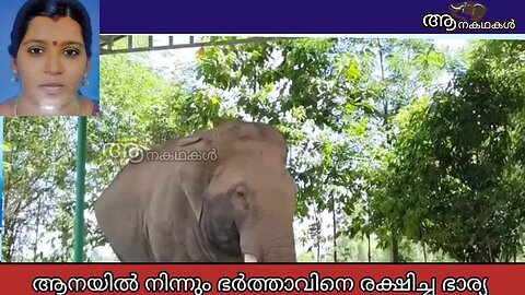ആനയുടെ തുമ്പികൈയിൽ നിന്നും ഭർത്താവിന്റെ ജീവൻ രക്ഷിക്കാൻ ഭാര്യ ചെയ്തത് കണ്ടോ_ _ Elephant attack