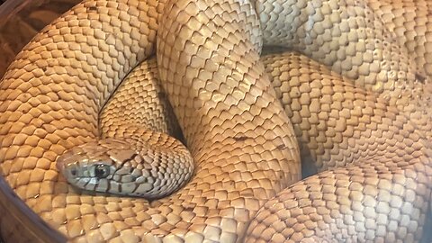 Serpiente acechando