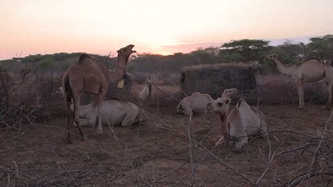 Camels replace cows as Kenya bettles seought