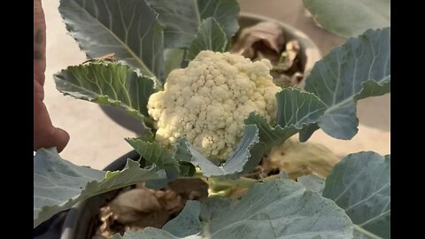 Harvesting Cauliflower from a Small Pot