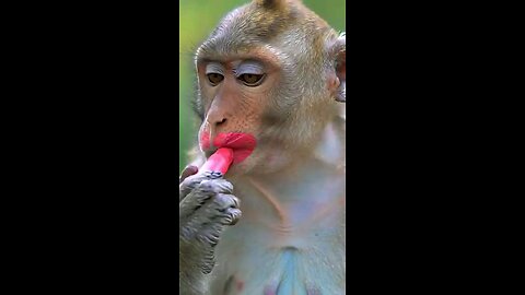 viral monkey