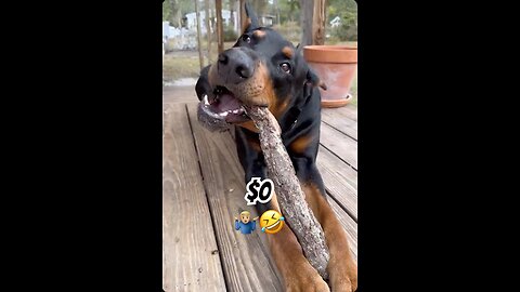 How to Spend $0 on Your Dog’s Dental Bill 🦷🐾🤣