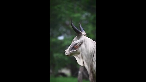 तीन चौकाने वाले फैक्ट्स | Three shocking facts | #octopus #cow #shark #shorts #science
