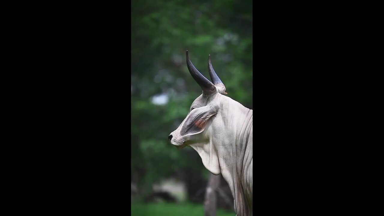 तीन चौकाने वाले फैक्ट्स | Three shocking facts | #octopus #cow #shark #shorts #science