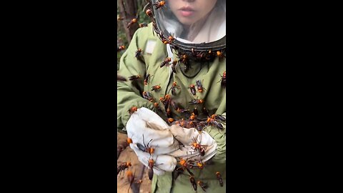 Beekeeping | Honey | #viralvideo #trendingvideo #homey #Beekeeping