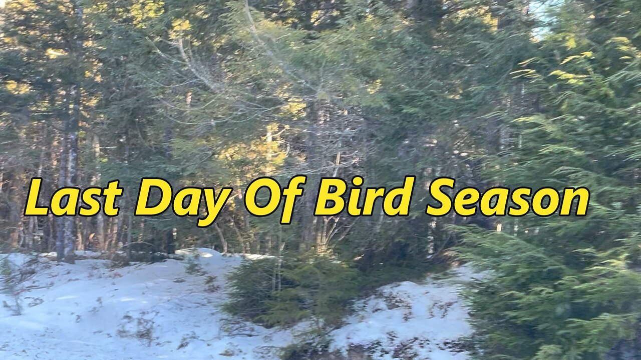 Final Shot At Bird Hunting