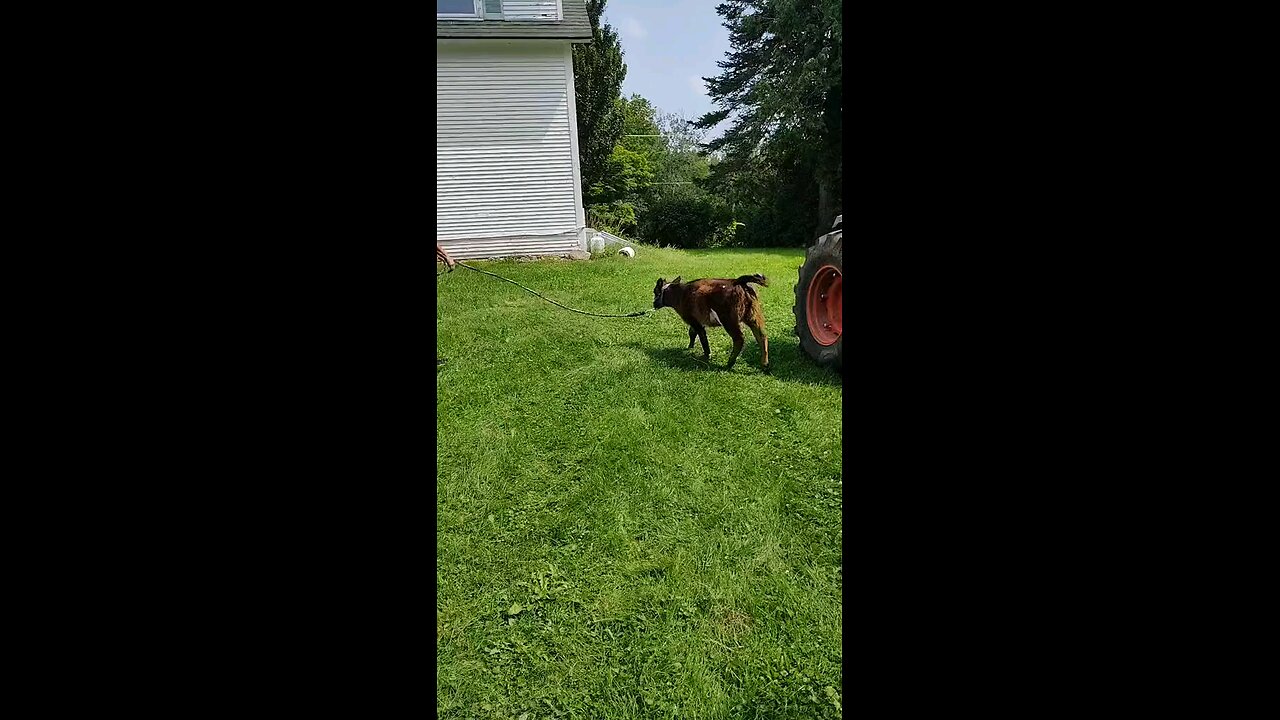 cow playing