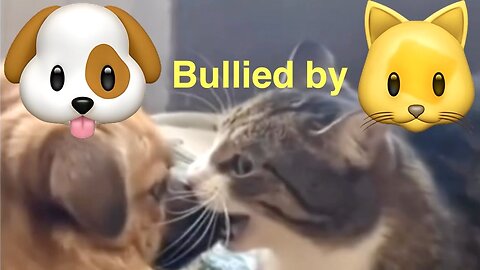 Funny - dogs bullied by cats 🤣