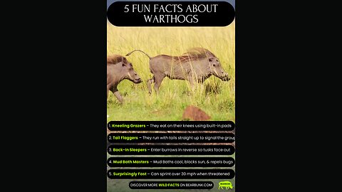 5 Fun Facts About Warthogs 🐗 | Fast, Clever & Misunderstood