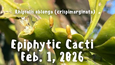 Epiphytic Cacti 2-1-26