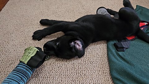 Aurora in full fun mode