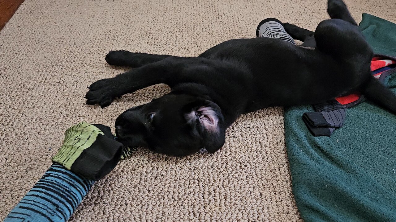 Aurora in full fun mode