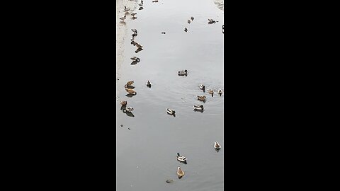 Mallard Ducks 🦆 #mallardducks #ducks #duck #followme #trending #viral #shorts