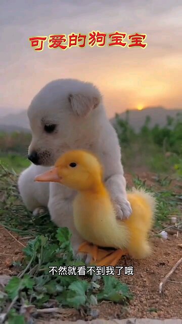 The funniest animal videos of 2025