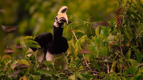 Hornbills Pluck Bats Mid-flight