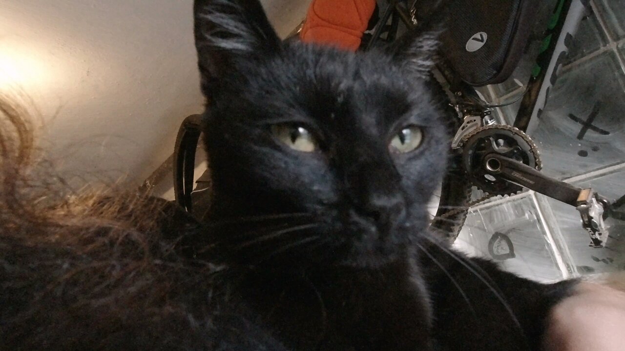 Našlo se koťátko poblíž Třebíče / a kitten was found near Třebíč