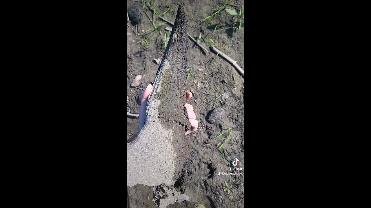 A monster old bison horn core found washed up on the shoreline.